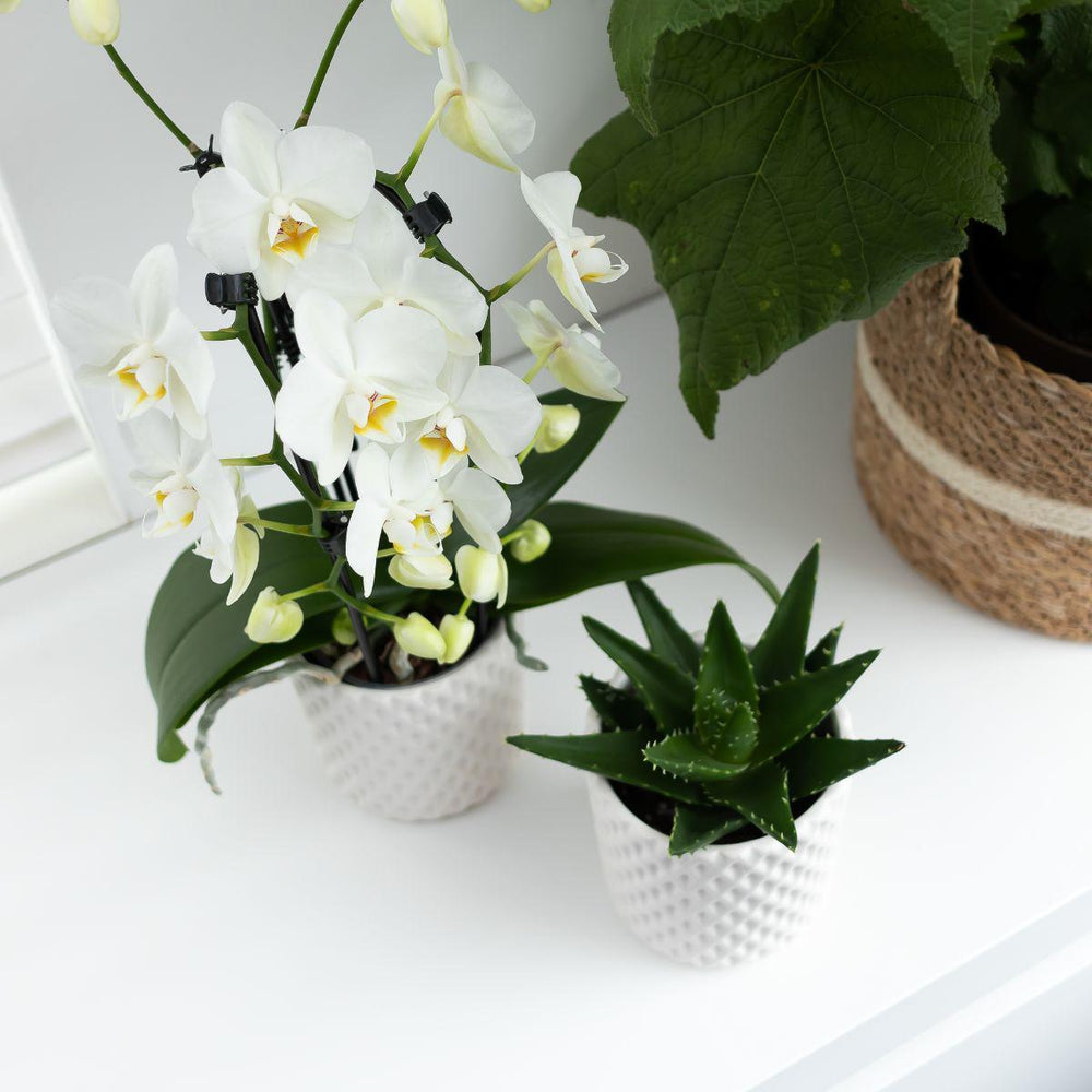 Kolibri Orchids | weiße Phalaenopsis-Orchidee - Niagara Fall - Topfgröße Ø12cm | blühende Zimmerpflanze - frisch vom Züchter-Plant-Botanicly