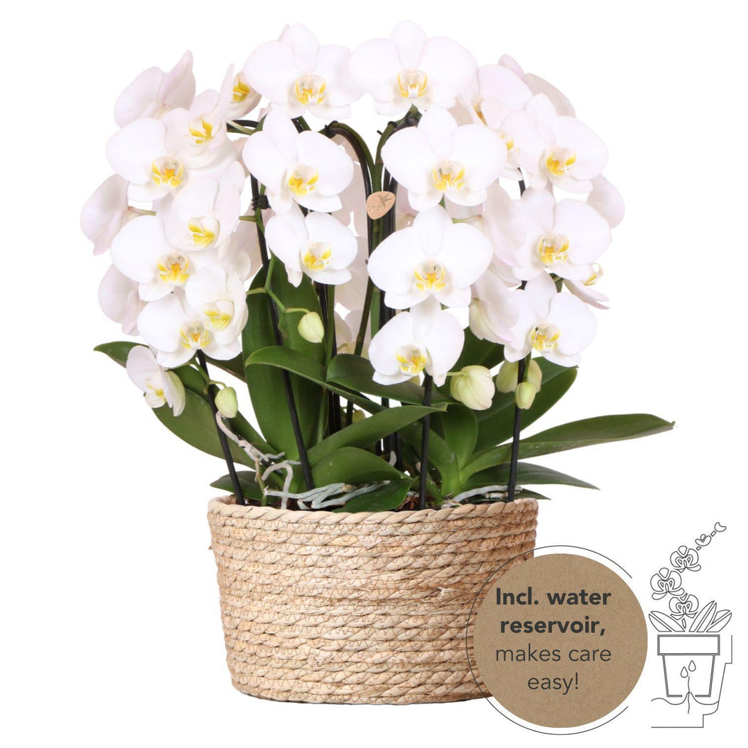 Kolibri Orchids | weißes Orchideen-Set im Schilfkorb inkl. Wassertank | drei gebogene weiße Orchideen Niagara Fall 12cm | Mono Bouquet weiß mit autarkem Wassertank-Plant-Botanicly