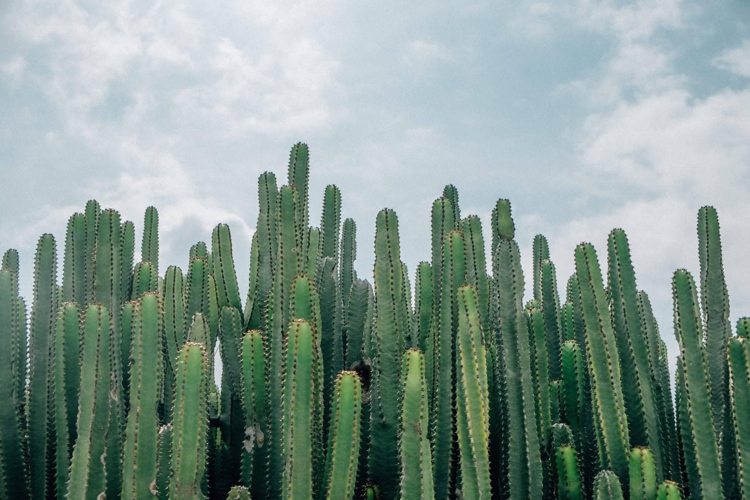 Kaktus-Wolfsmilch: Das kleine 1x1 der Pflege des Westernkaktus-Botanicly