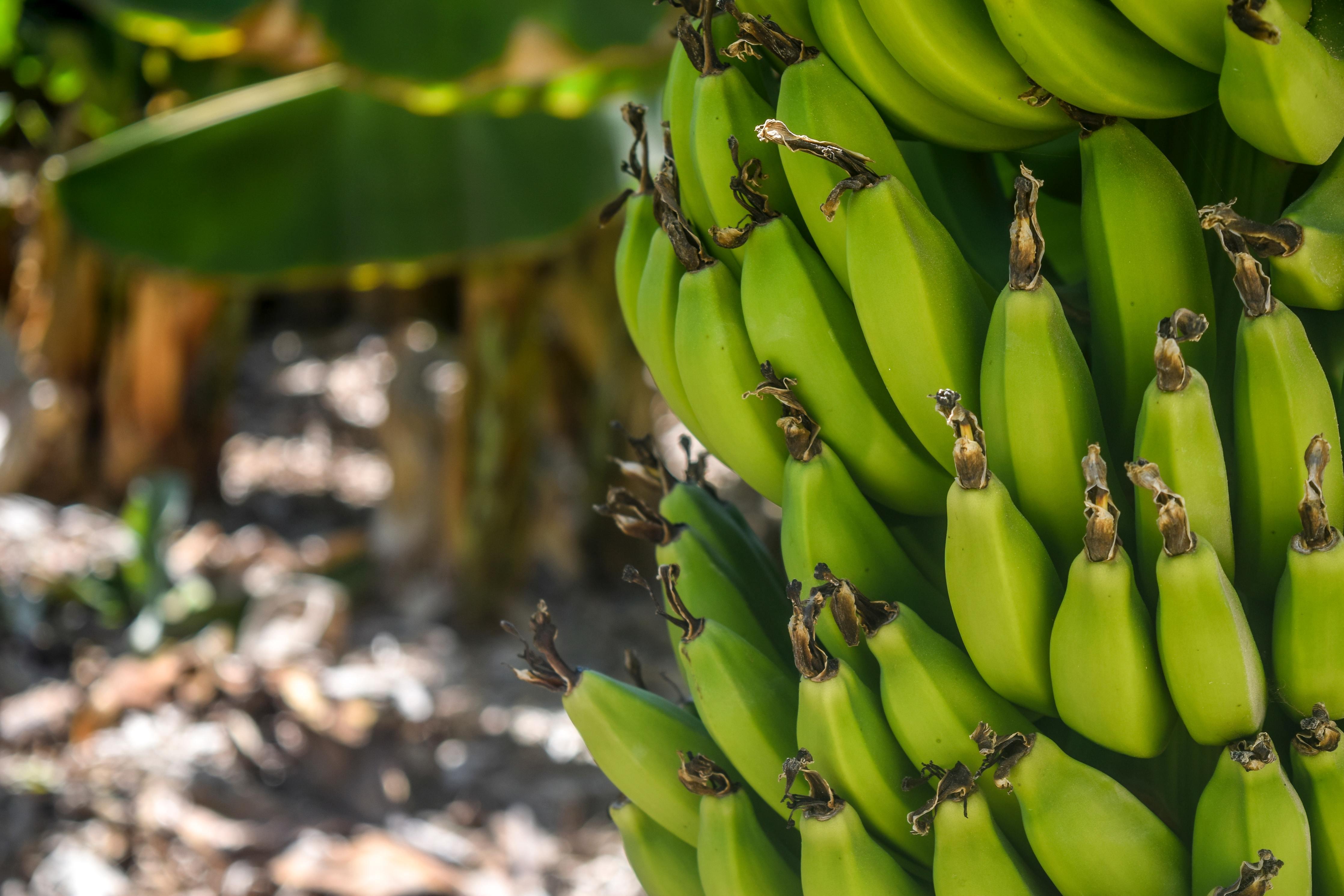 Die Bananenpflanze und wie Du sie richtig pflegst-Botanicly