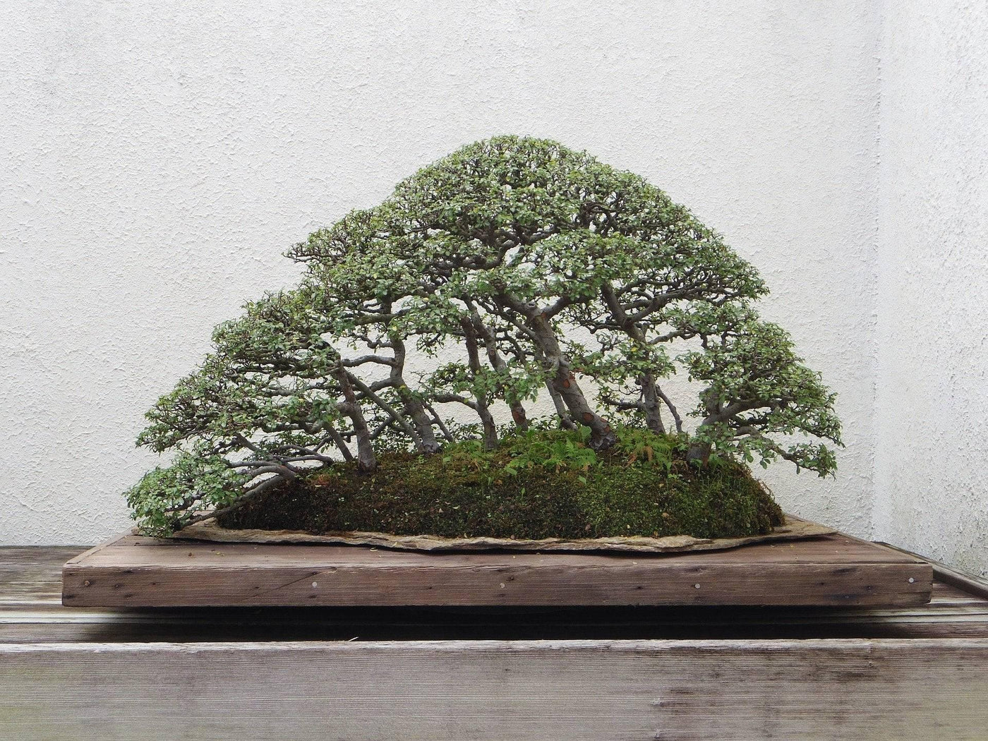 Bonsai umtopfen - Eine Anleitung mit 5 Profi-Tipps-Botanicly