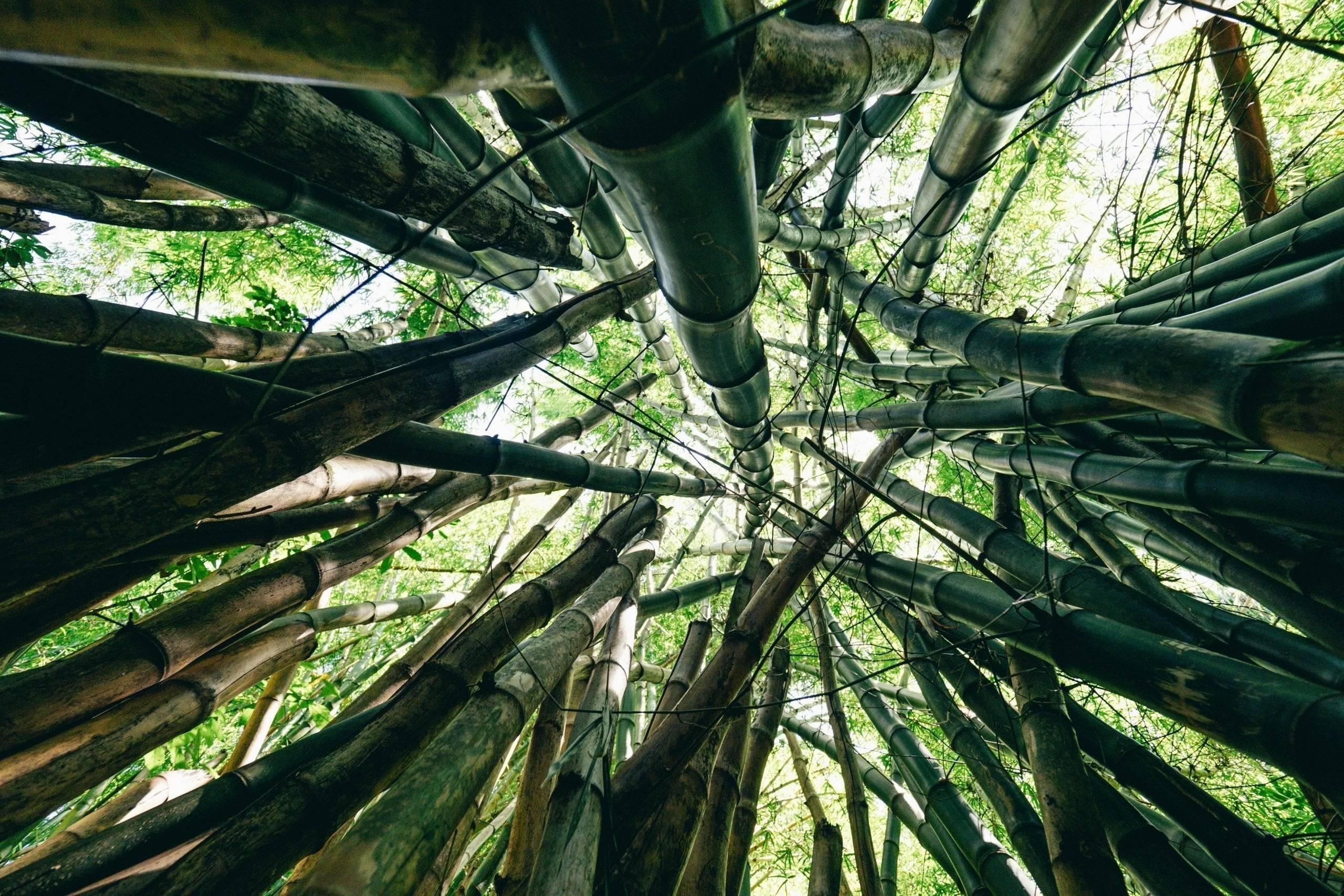 Bambus Pflege - Alle wichtigen Infos auf einen Blick-Botanicly