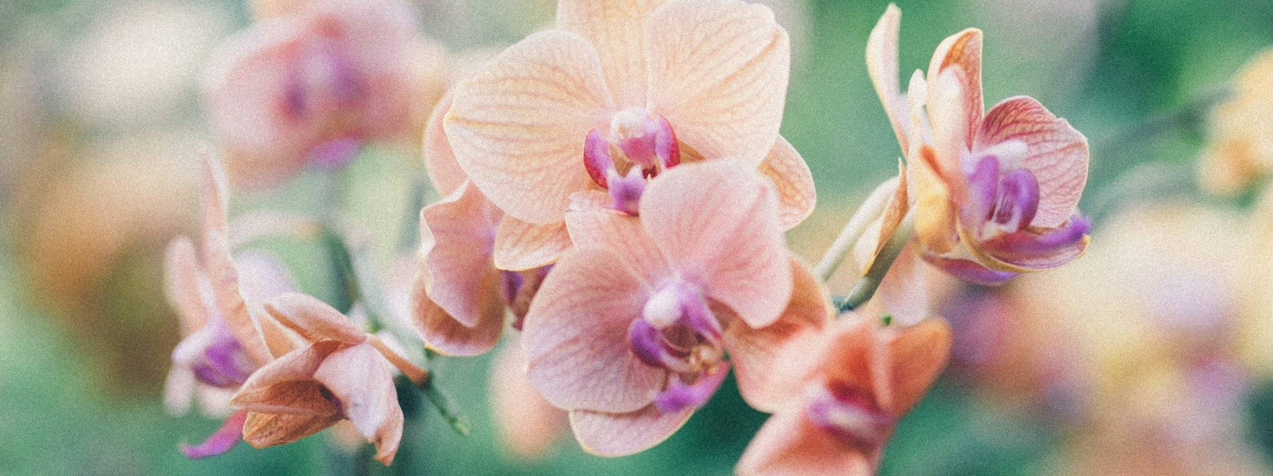 Orchideen Pflege: Die besten Tipps und Tricks für eine lange Blüte-Botanicly