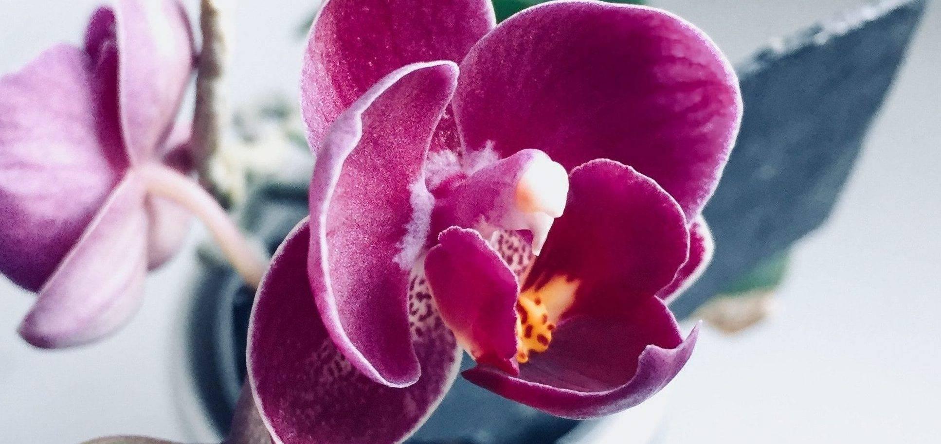 So findest Du den richtigen Orchideen Standort-Botanicly