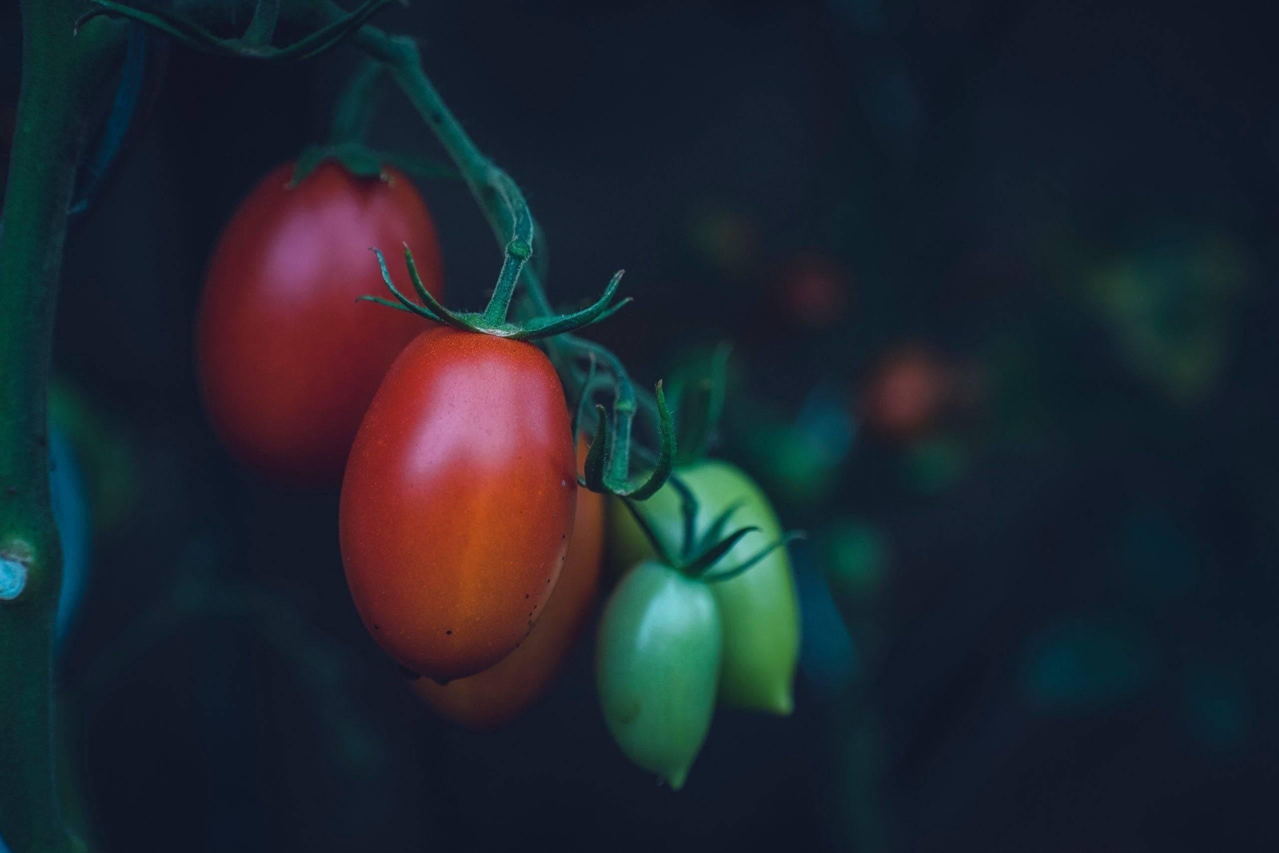 Tomaten düngen: diese Hausmittel eignen sich am besten-Botanicly