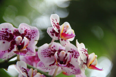 Orchideen - Botanicly