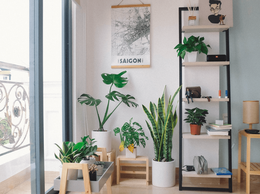 Pflanzen fürs Wohnzimmer-Botanicly