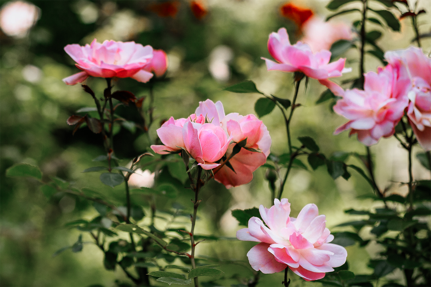 Rose e arbusti ornamentali
