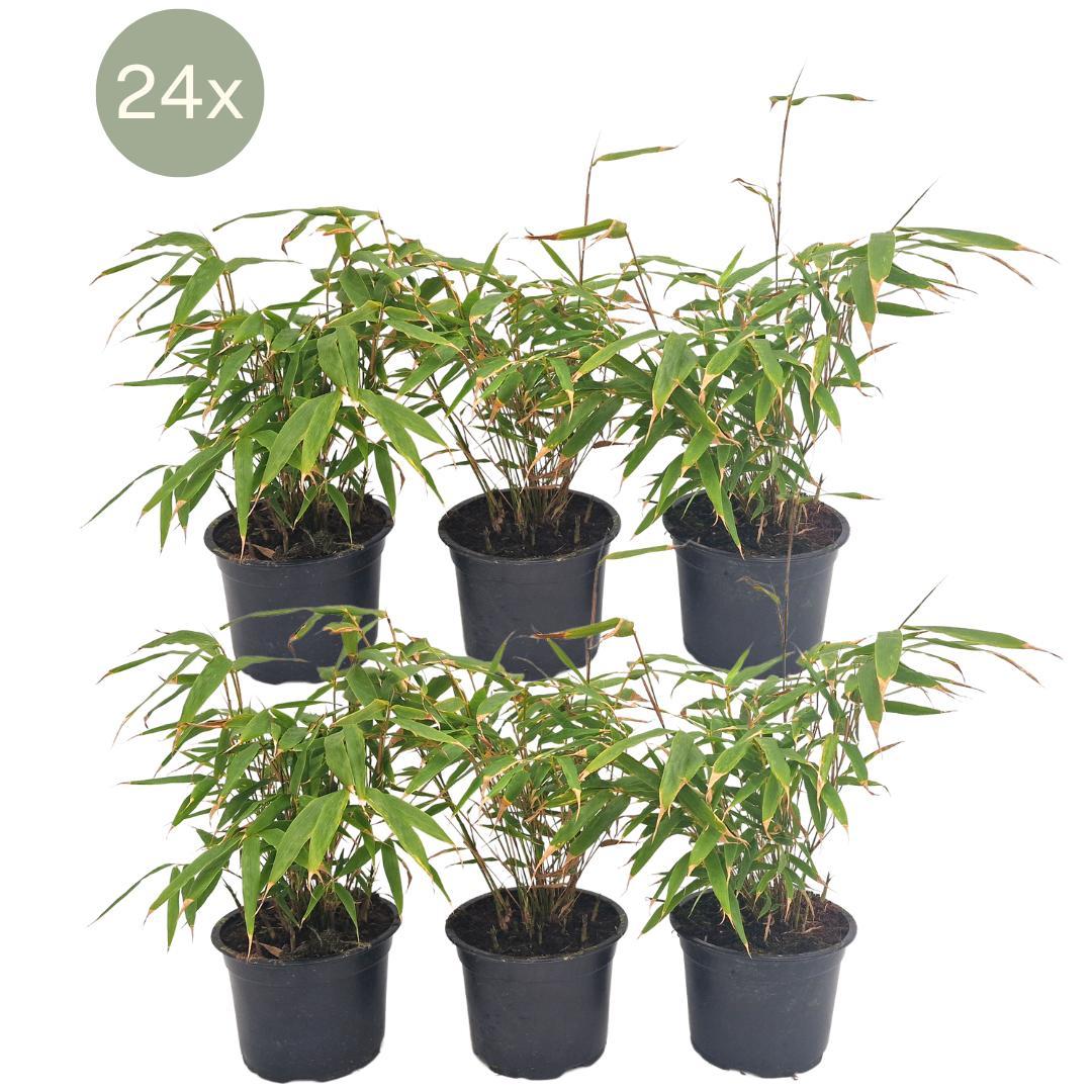 24 x Fargesia Rufa - Ø13 cm - ↕25 cm-Plant-Botanicly
