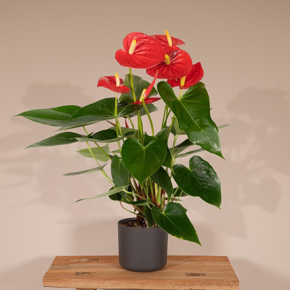 Anthurium Rot - Flamingopflanze - 40cm - Ø12-Plant-Botanicly