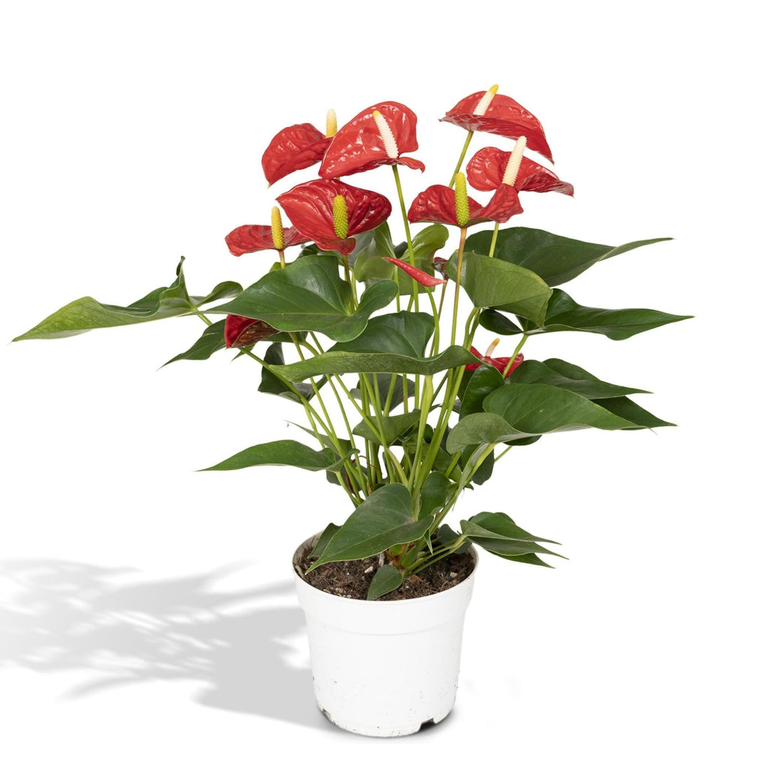 Anthurium Rot - Flamingopflanze - 55cm - Ø17-Plant-Botanicly