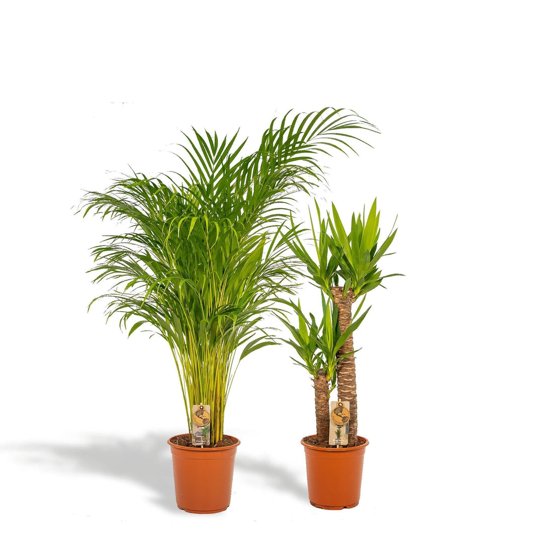 Areca - ↨130cm - Ø24cm + Yucca - ↨100cm - Ø21cm-Plant-Botanicly