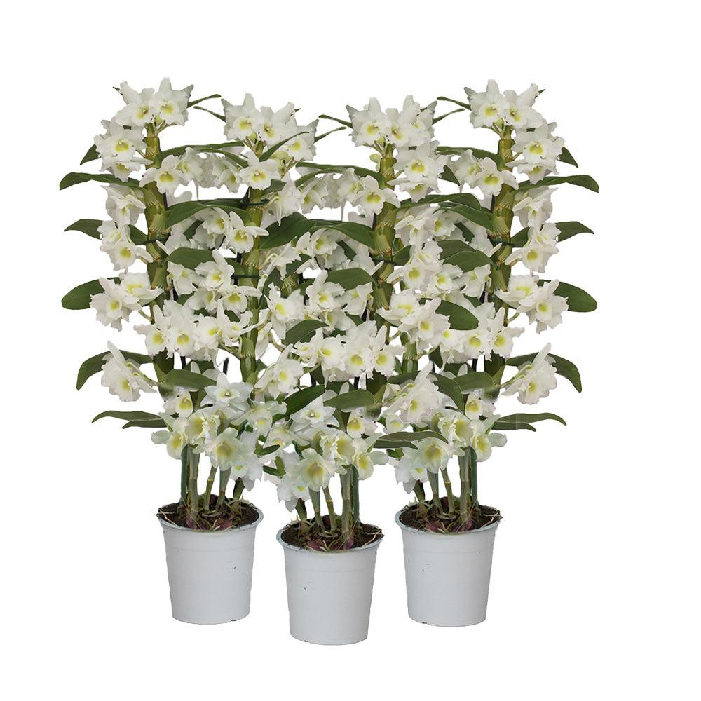 Belina die Bambus Orchidee-Topfpflanzen-Botanicly