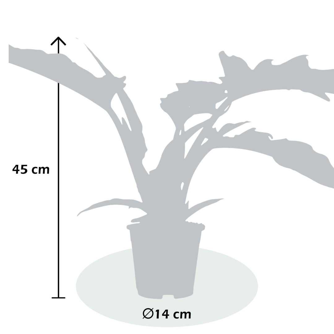 Baumfreund (Philodendron stenolobum Narrow Escape) - Nachhaltige Zimmerpflanzen kaufen Botanicly Foto 3