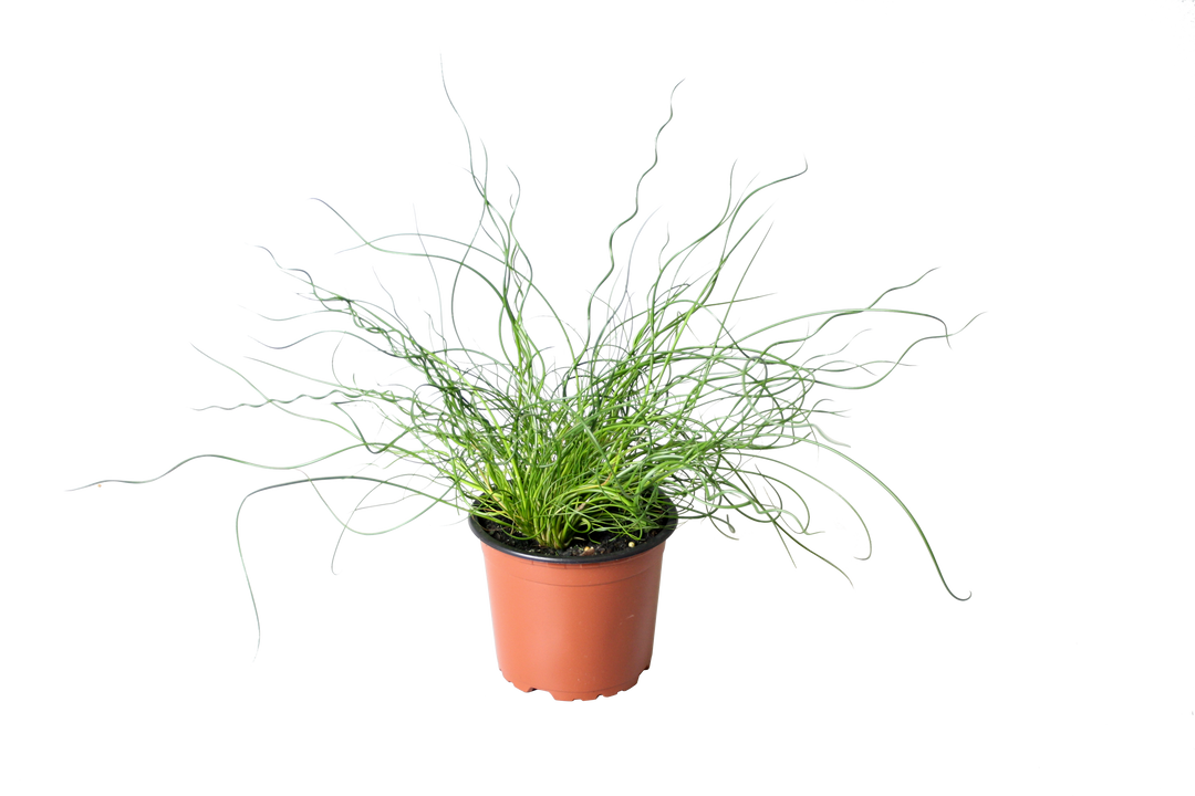 Flatter-Binse (Juncus Spiralis Effusus) - Nachhaltige Zimmerpflanzen kaufen Botanicly Foto 1