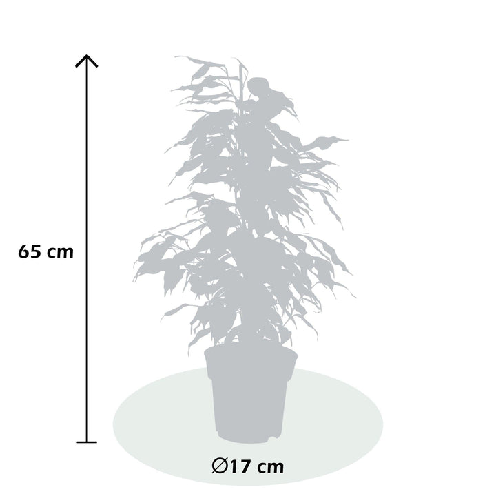 Birkenfeige (Ficus benjamina Danielle) - Nachhaltige Zimmerpflanzen kaufen Botanicly Foto 3