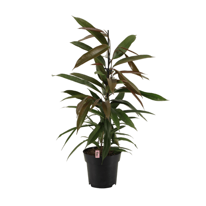 Bossy Rebel (Ficus binnendijkii Amstel King) - Nachhaltige Zimmerpflanzen kaufen Botanicly Foto 1