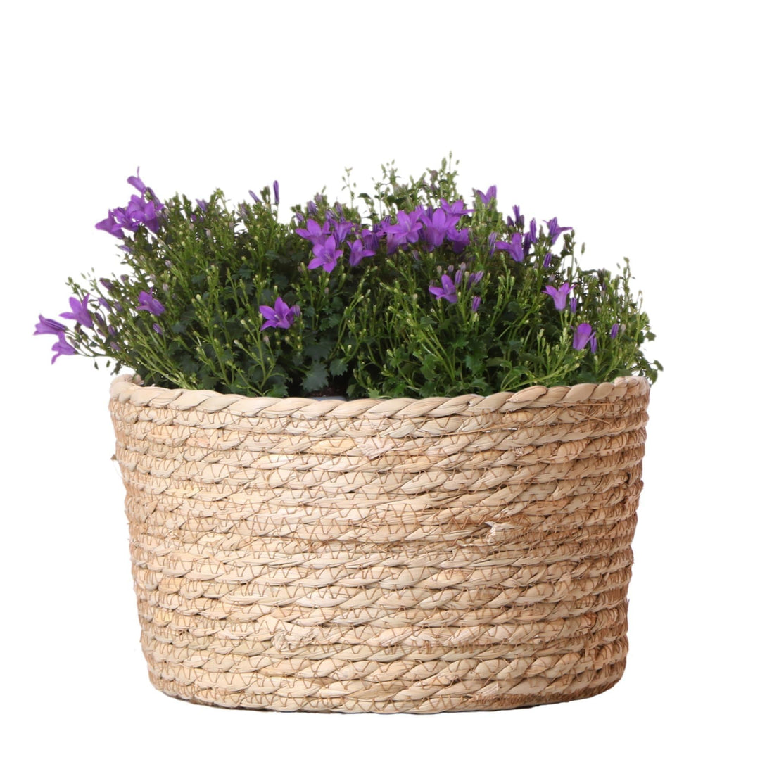 Campanula Addenda Ambella Intense purple - Weidenschale mit Campanula mit Bewässerungssystem - 3 Stück - Glockenblume lila - Topfgröße 12cm - indoor & outdoor-Plant-Botanicly
