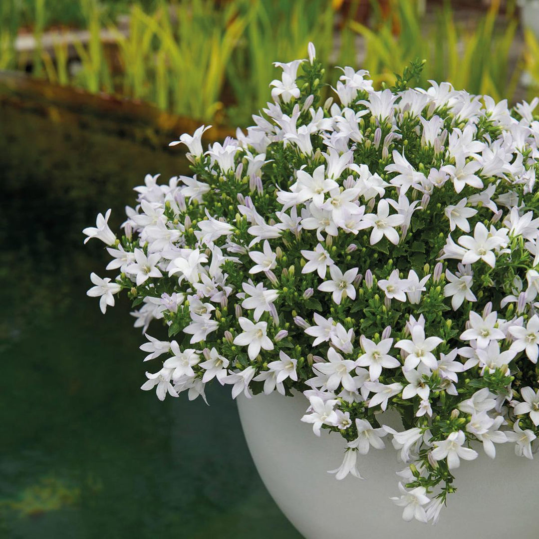 Campanula Addenda Ambella weiß - Baumwollschale mit Campanula mit Bewässerungssystem - 3 Stück - Glockenblume weiß - Topfgröße 12cm - indoor & outdoor-Plant-Botanicly