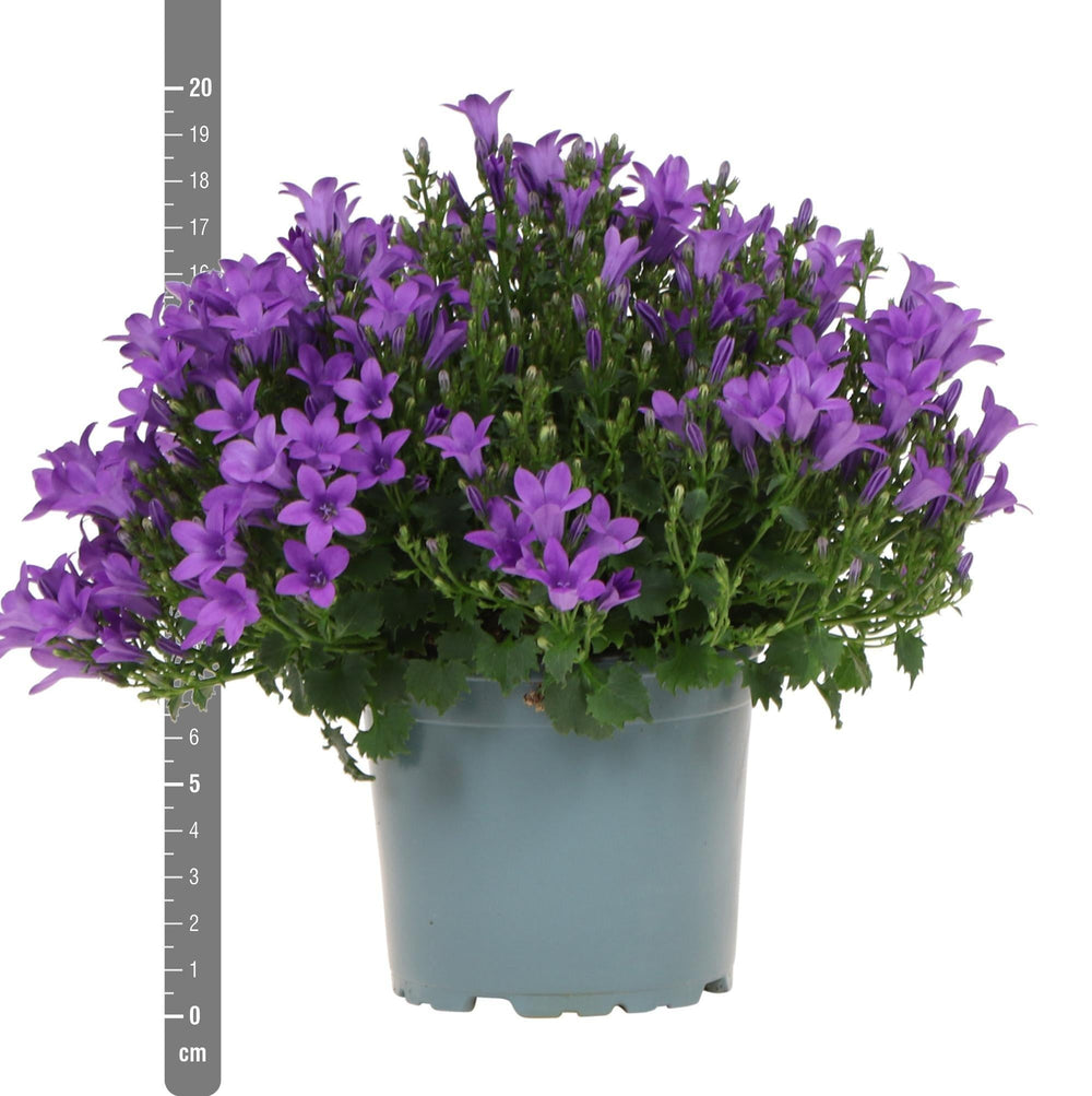 Campanula Addenda - Glockenblume lila Topfgröße 12cm - mehrjährig - winterhart-Plant-Botanicly
