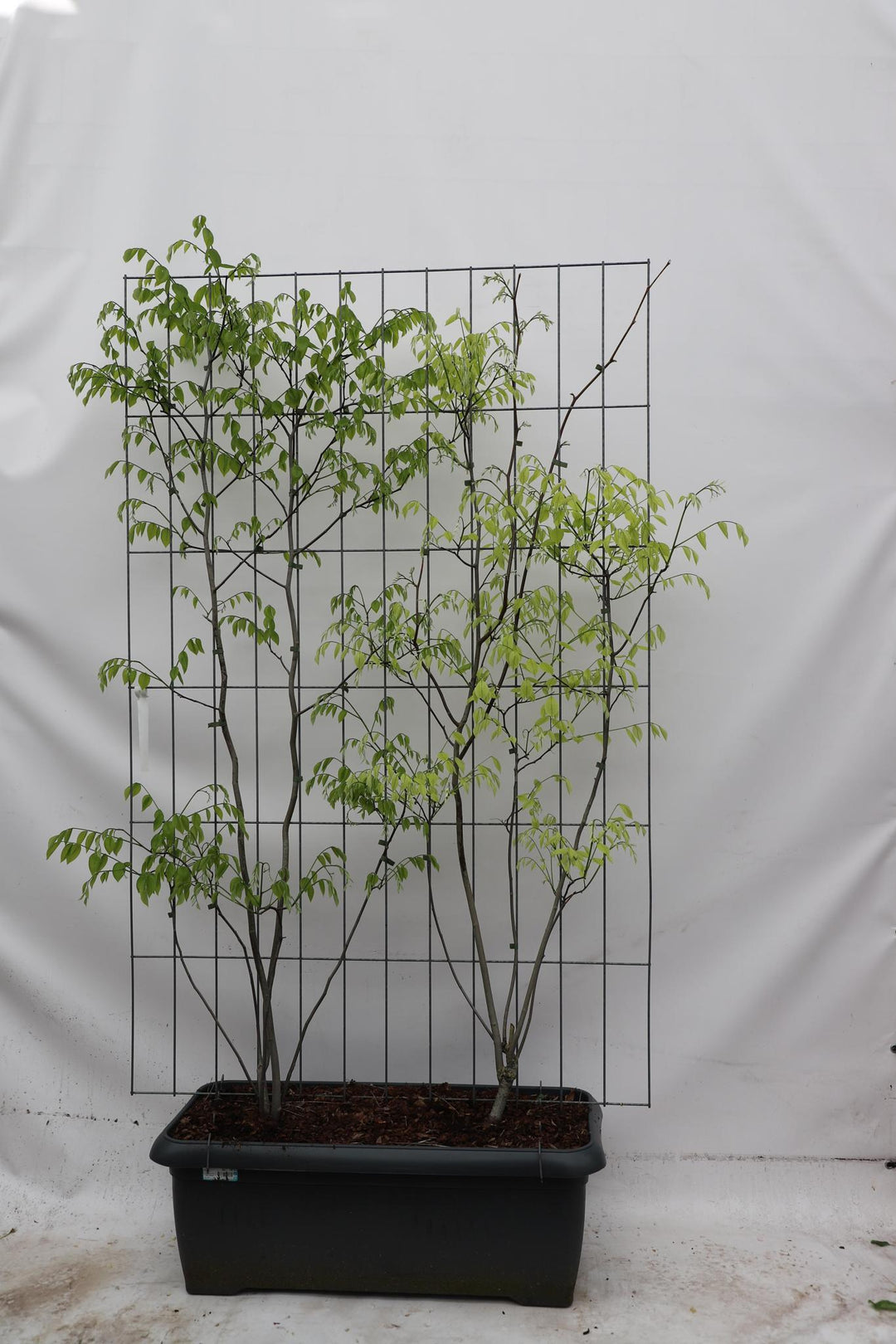 Cladrastis kentukea - ↨180cm - 1 stuks-Plant-Botanicly