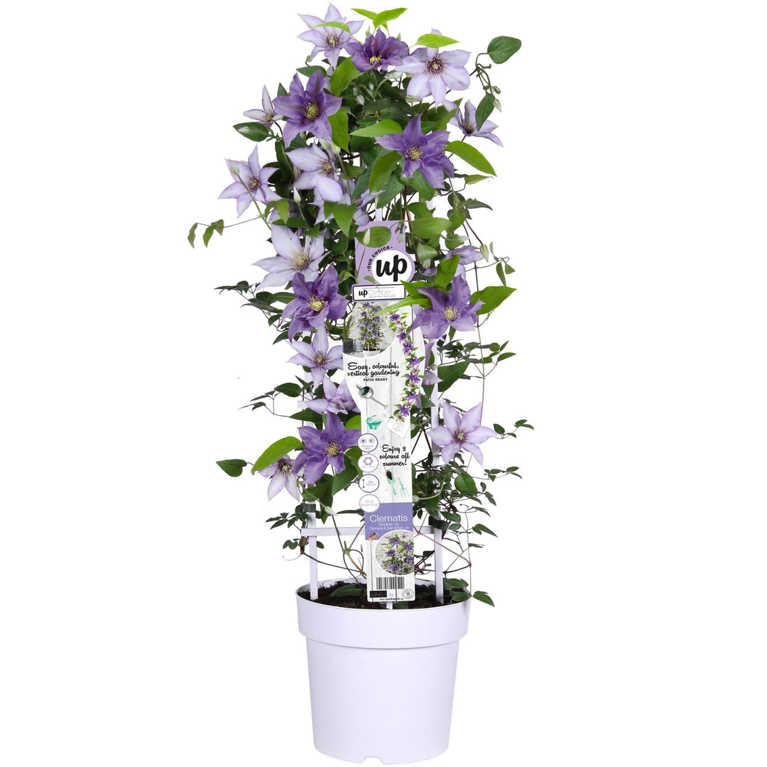 Clematis Double Up wit-paars (Samaritan Jo + Olympia) - ↨75cm - Ø23-Plant-Botanicly