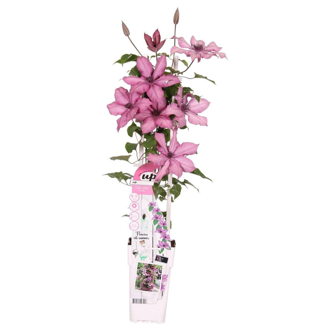Clematis Garland® Giselle™ - ↨65cm - Ø15-Plant-Botanicly