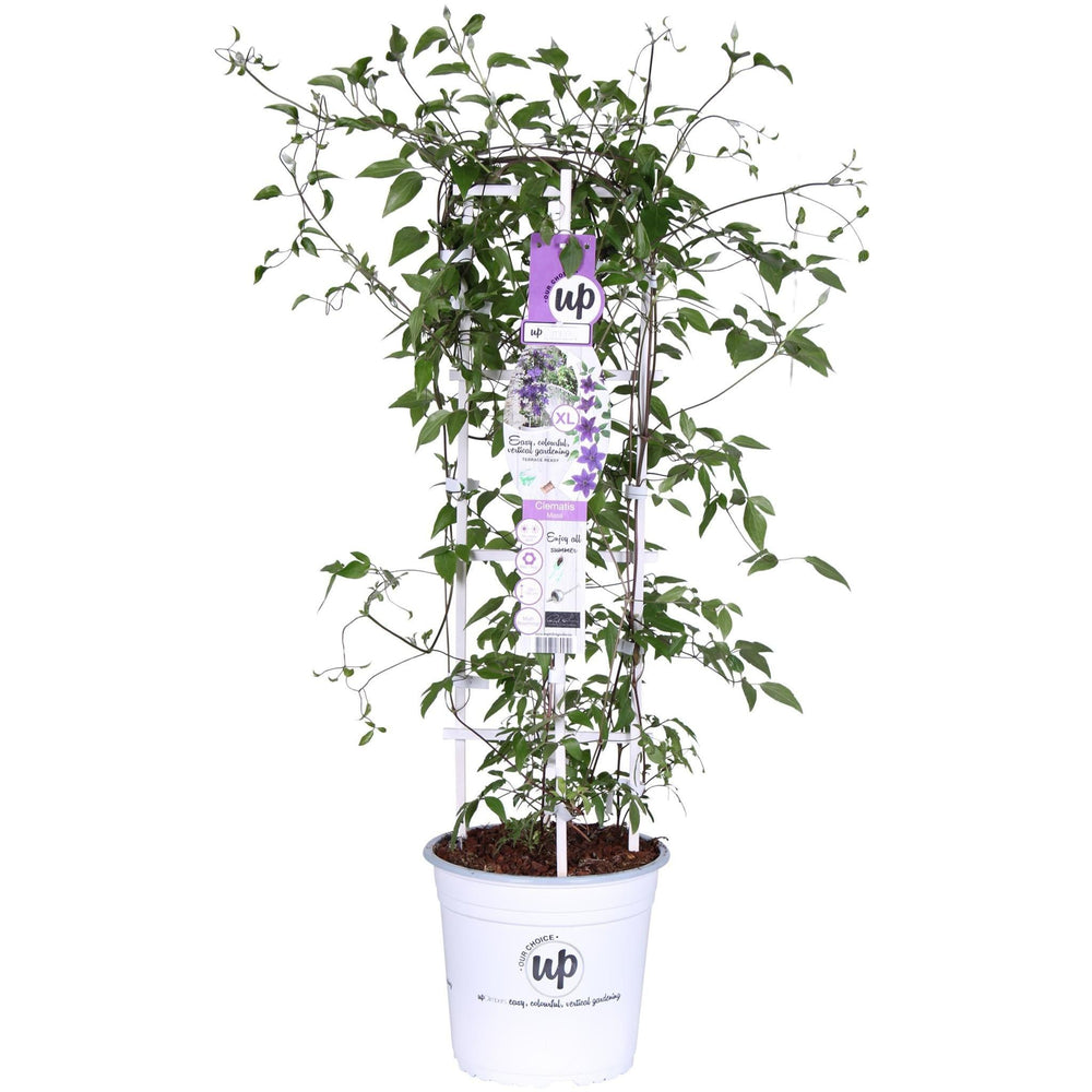 Clematis Garland® Masa™ - ↨75cm - Ø23-Plant-Botanicly