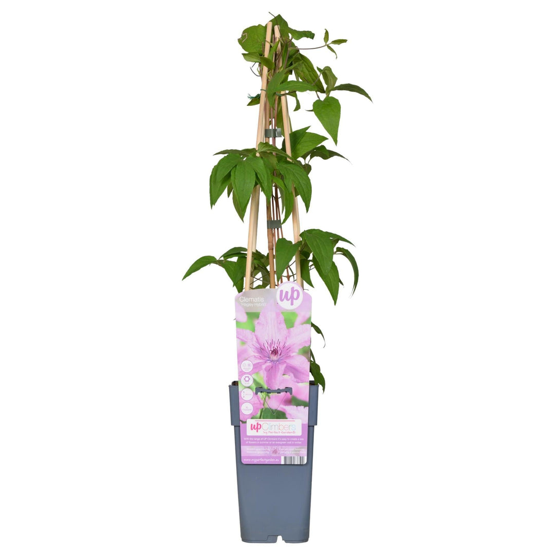 Clematis Hagley Hybrid - ↨65cm - Ø15-Plant-Botanicly