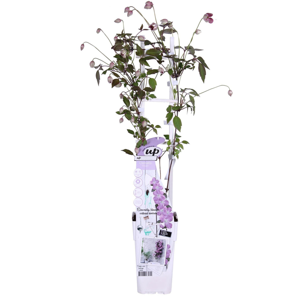 Clematis Montana 'Fincent'® - ↨65cm - Ø15-Plant-Botanicly