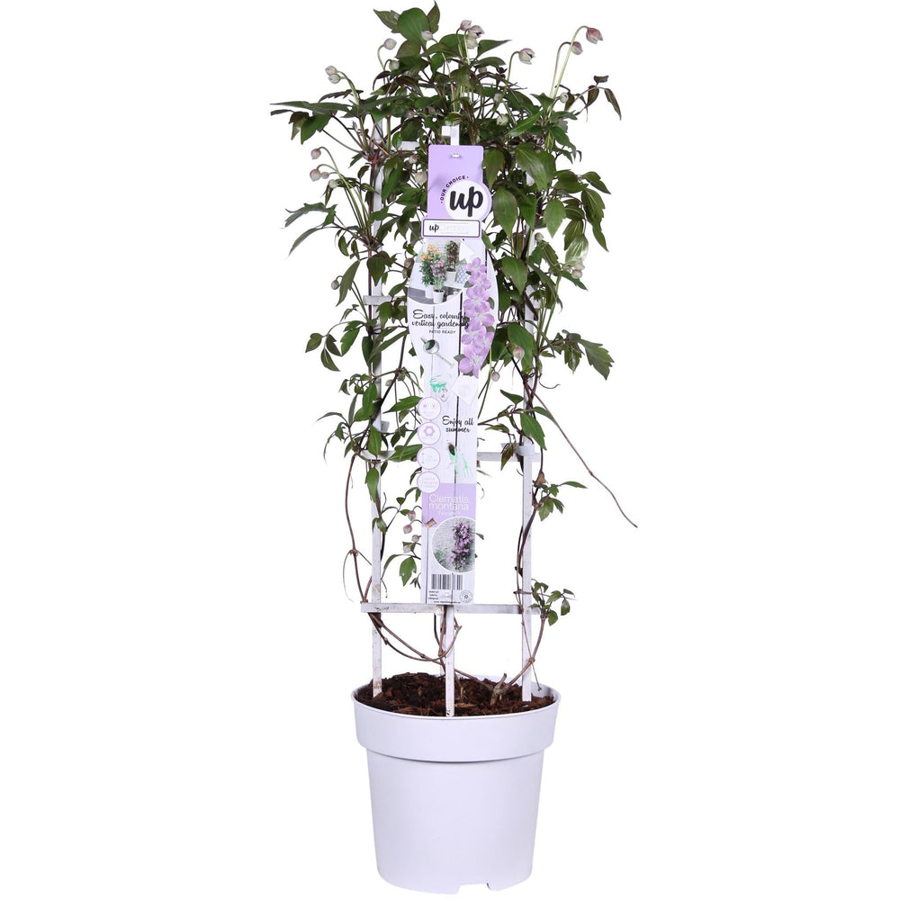 Clematis Montana 'Fincent'® - ↨75cm - Ø23-Plant-Botanicly