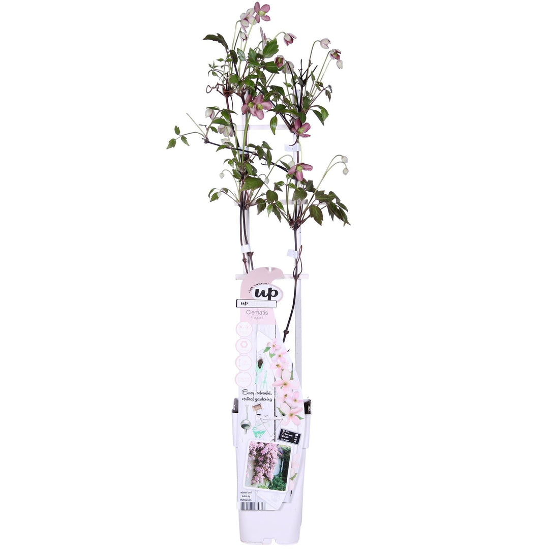Clematis Montana 'Fragrant'® - ↨65cm - Ø15-Plant-Botanicly