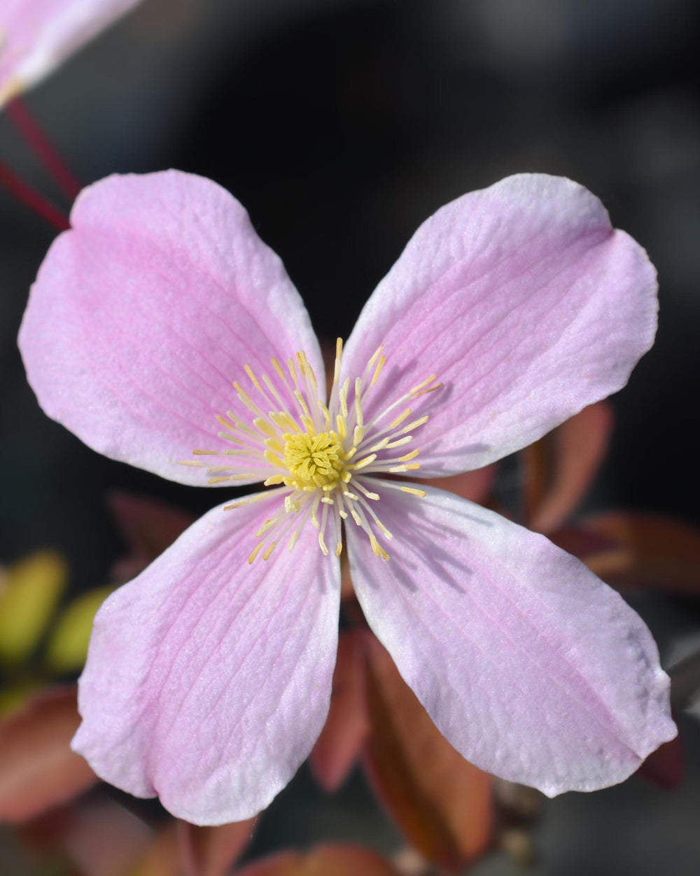 Clematis Montana 'Fragrant Spring' - ↨65cm - Ø15-Plant-Botanicly