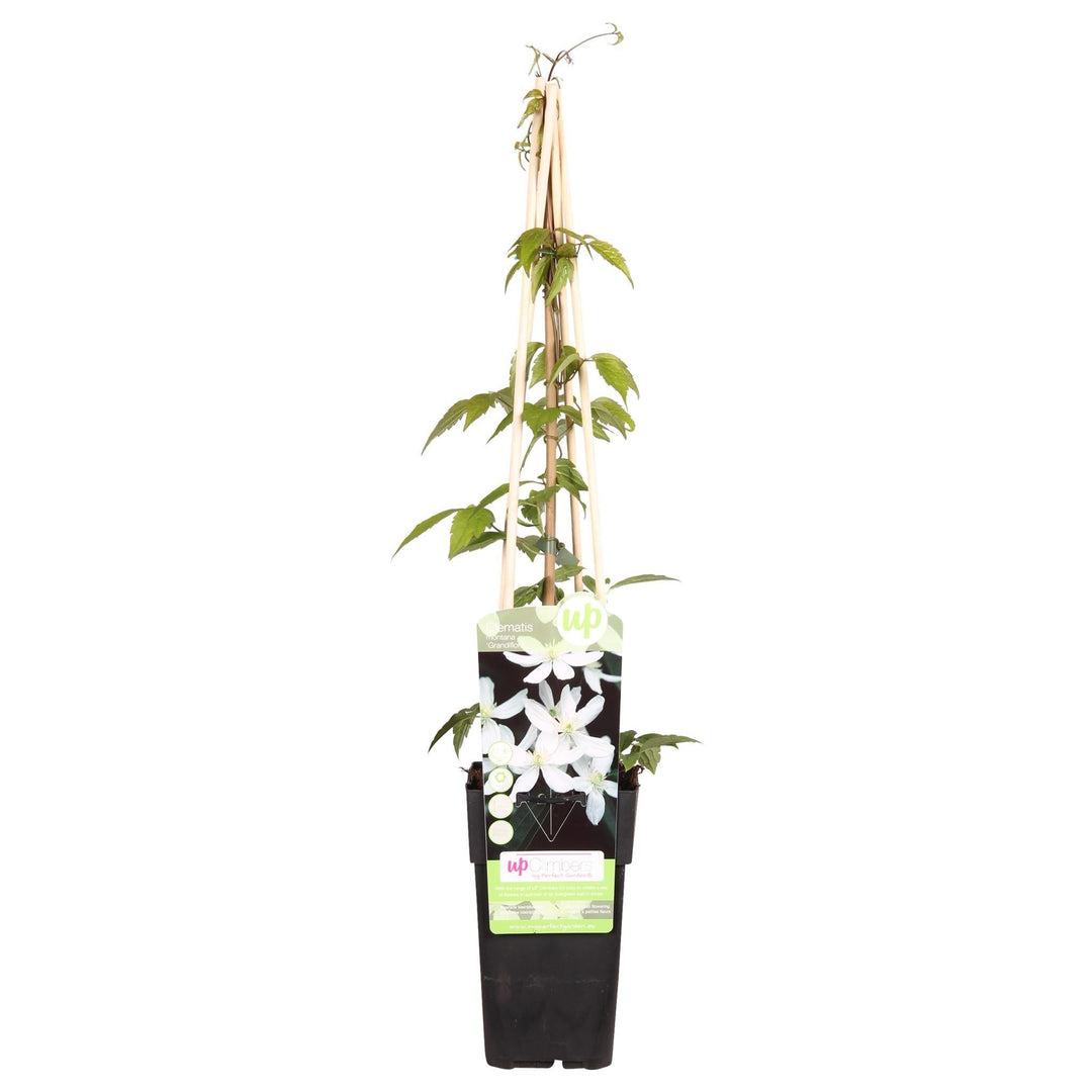 Clematis Montana 'Grandiflora' - ↨65cm - Ø15-Plant-Botanicly