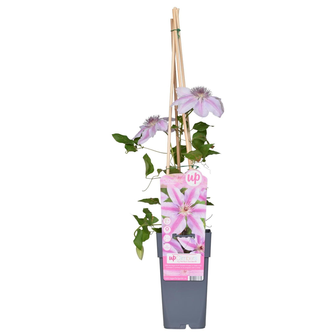 Clematis Nelly Moser - ↨65cm - Ø15-Plant-Botanicly