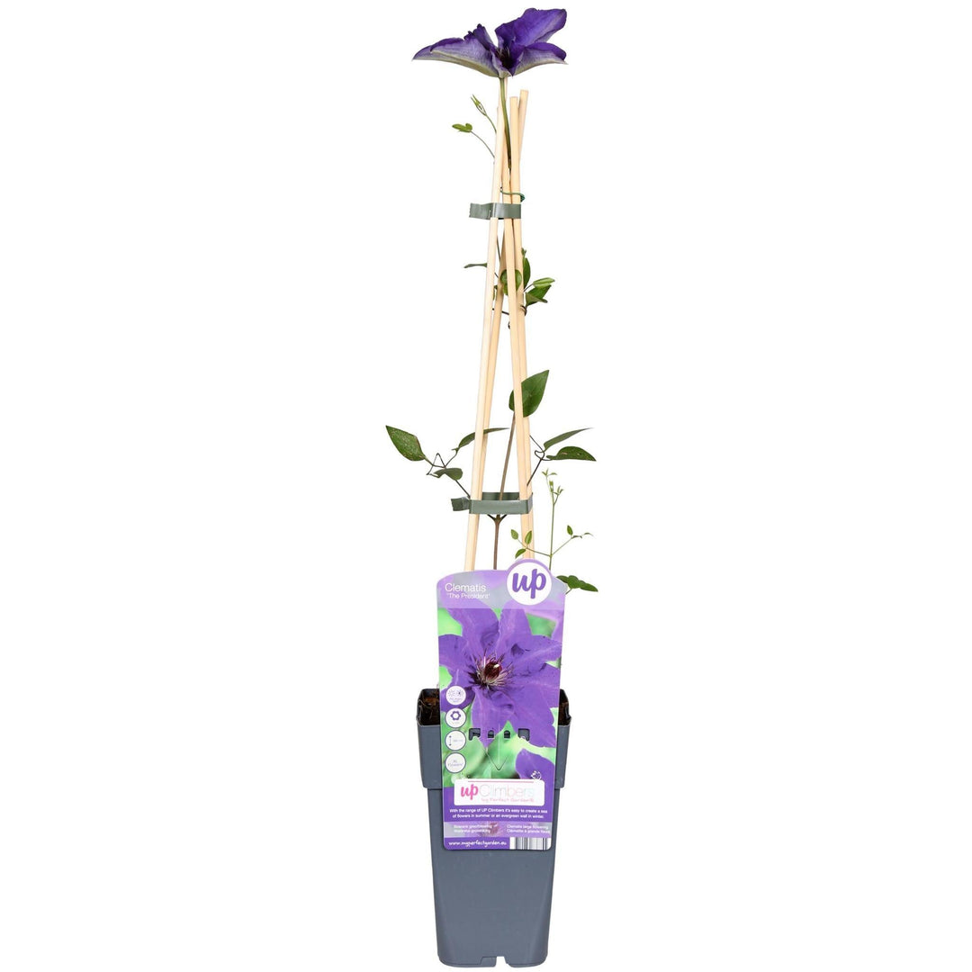 Clematis The President - ↨65cm - Ø15-Plant-Botanicly