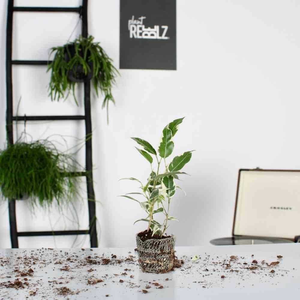 Clumsy Rebel Kid (Ficus benjamina Twilight stekje ) - Nachhaltige Zimmerpflanzen kaufen Botanicly Foto 2