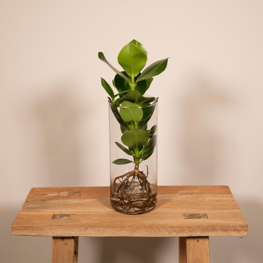 Clusia in Zylinderglas - 30cm - ø12-Plant-Botanicly