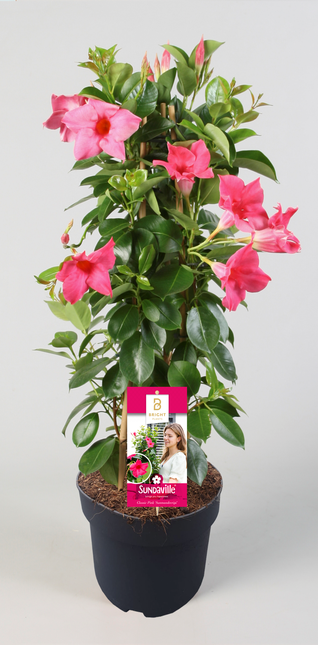 Dipladenia Pink (Mandevilla Sundaville Pink) - Nachhaltige Zimmerpflanzen kaufen Botanicly Foto 1