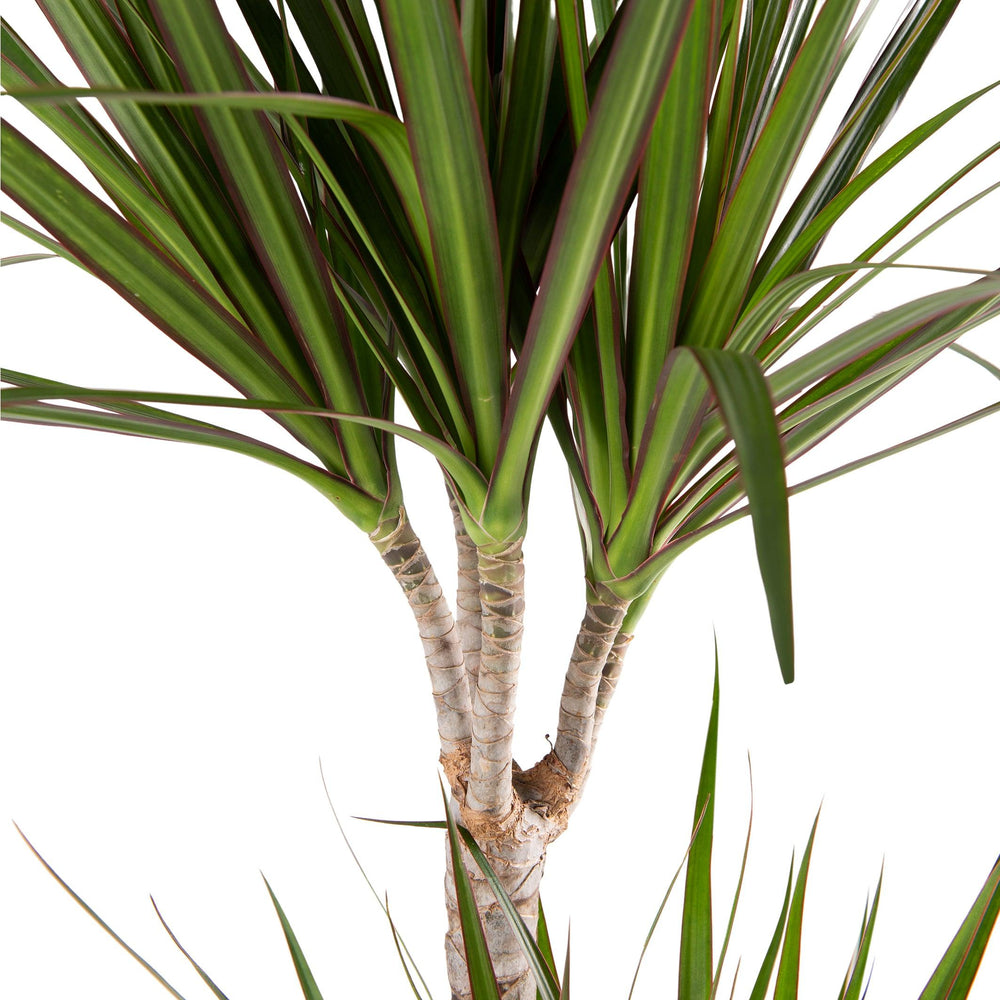 Drachenbaum (Dracaena Marginata) - Nachhaltige Zimmerpflanzen kaufen Botanicly Foto 2