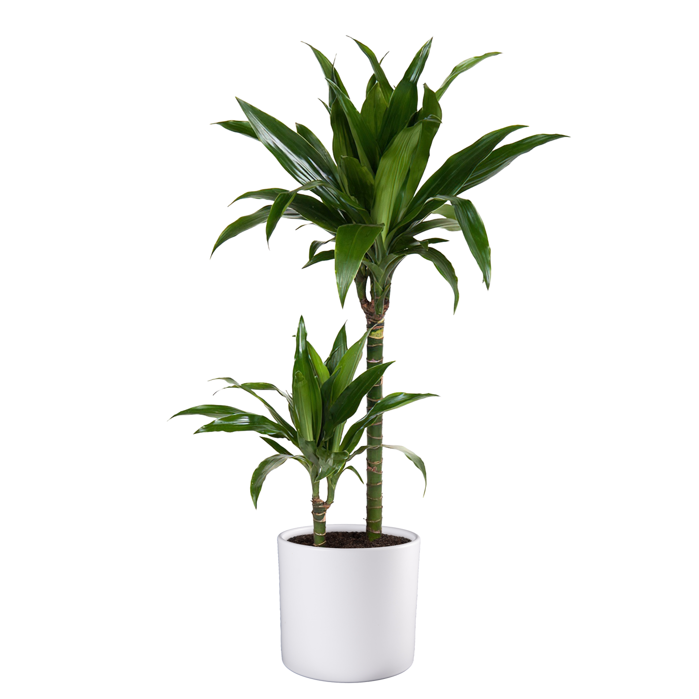 Drachenbaum (Dracaena Fragrans Janet Craig) - Nachhaltige Zimmerpflanzen kaufen Botanicly Foto 5