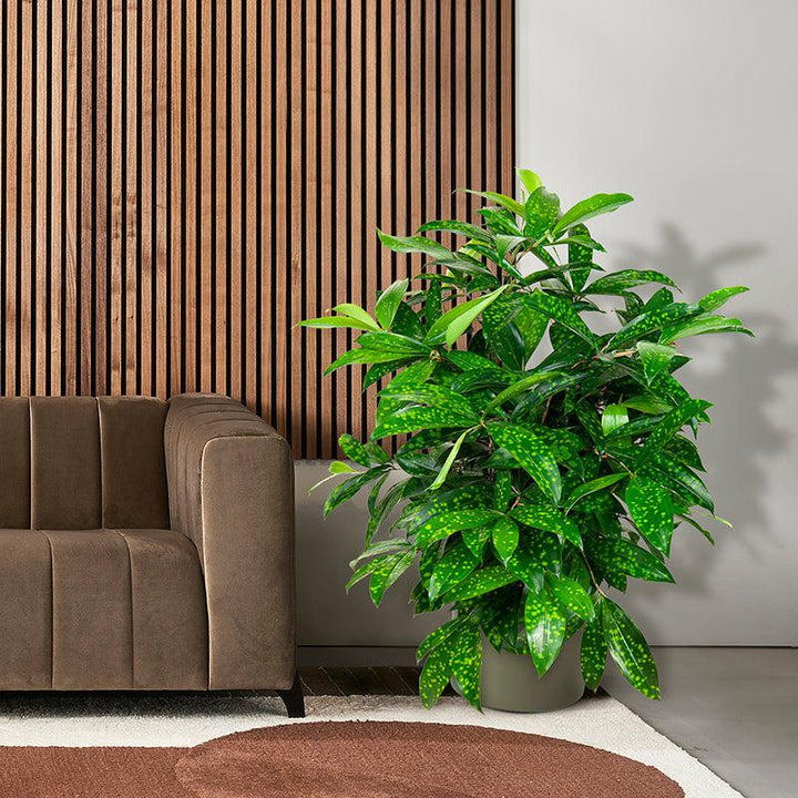 Drachenbaum (Dracaena surculosa) - Nachhaltige Zimmerpflanzen kaufen Botanicly Foto 4