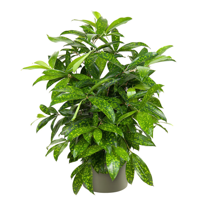 Drachenbaum (Dracaena surculosa) - Nachhaltige Zimmerpflanzen kaufen Botanicly Foto 5