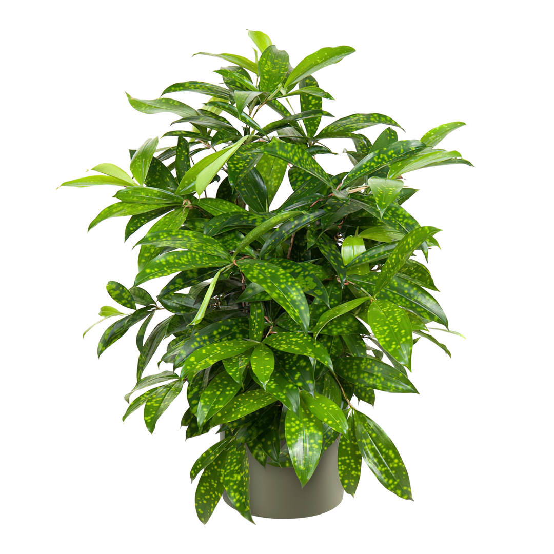 Drachenbaum (Dracaena surculosa) - Nachhaltige Zimmerpflanzen kaufen Botanicly Foto 6