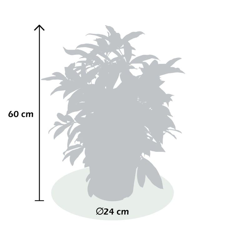Drachenbaum (Dracaena surculosa) - Nachhaltige Zimmerpflanzen kaufen Botanicly Foto 7