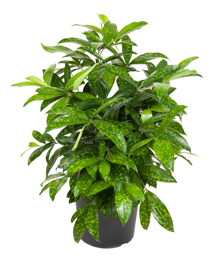 Drachenbaum (Dracaena surculosa) - Nachhaltige Zimmerpflanzen kaufen Botanicly Foto 1