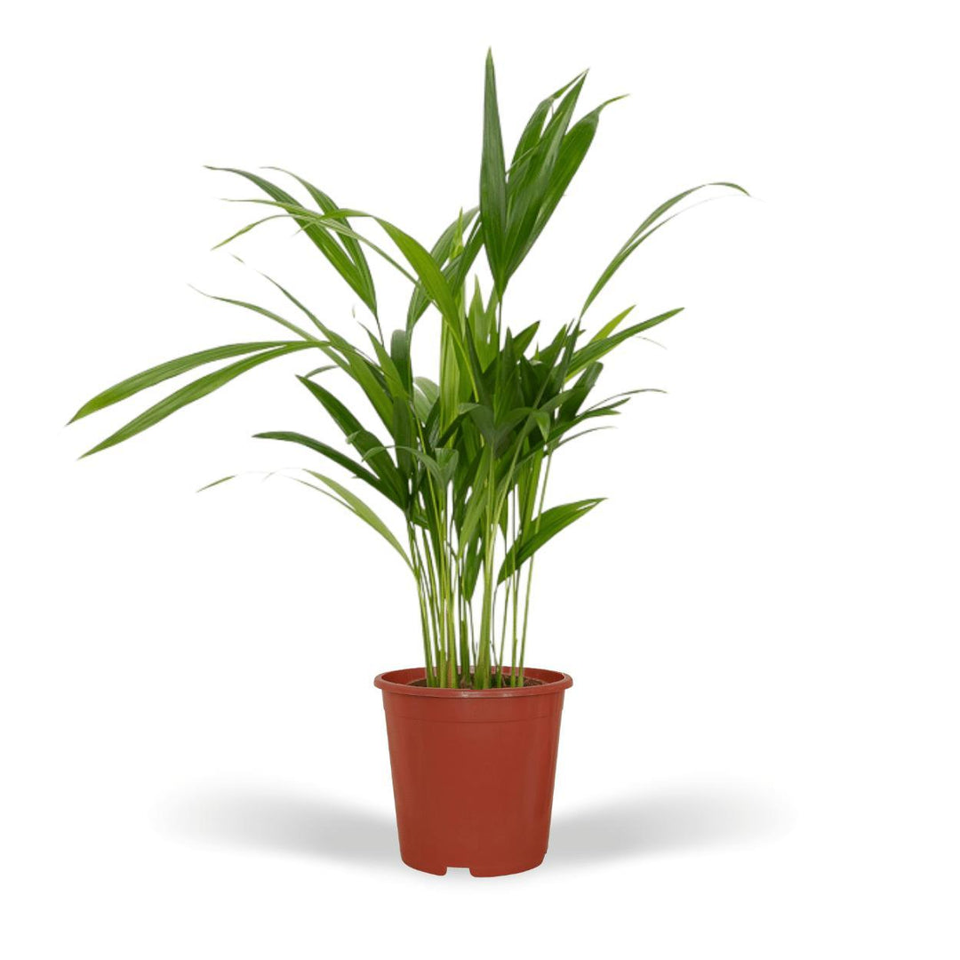 Dypsis Lutescens - Areca-Palme - 40cm - Ø12-Plant-Botanicly