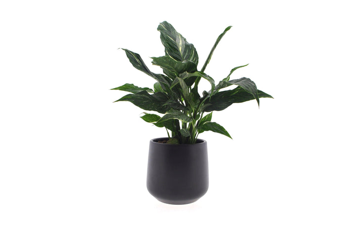 Einblatt (Spathiphyllum Diamond) - Nachhaltige Zimmerpflanzen kaufen Botanicly Foto 1