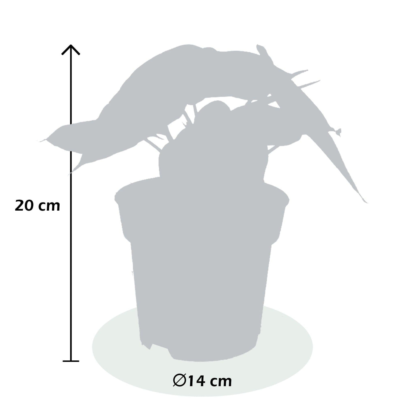 Elefantenohr Dunkel Grün (Alocasia Dragon Scale) - Nachhaltige Zimmerpflanzen kaufen Botanicly Foto 2