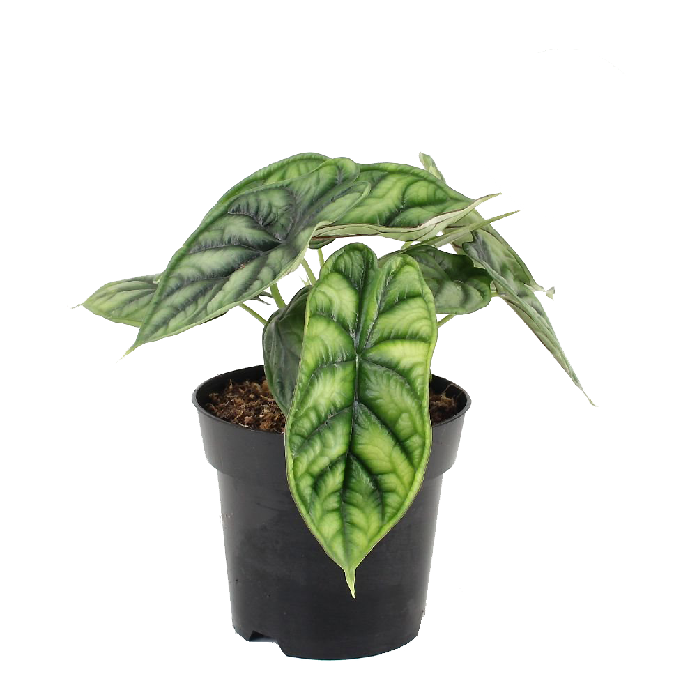 Elefantenohr Dunkel Grün (Alocasia Dragon Scale) - Nachhaltige Zimmerpflanzen kaufen Botanicly Foto 1